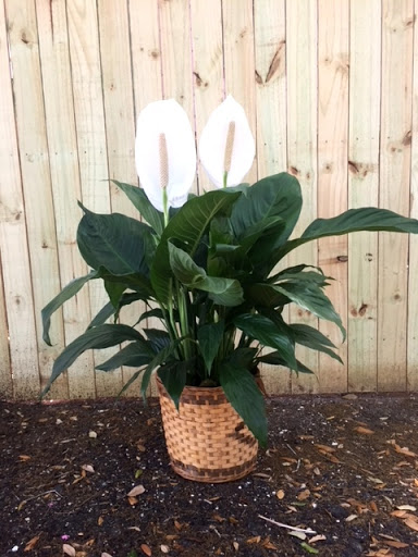 Florist «Love Story Florist», reviews and photos, 7033 US-301, Riverview, FL 33578, USA