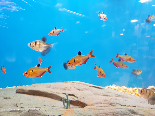 Pet Supply Store «PetSmart», reviews and photos, 1276 Carmia Way, Richmond, VA 23235, USA