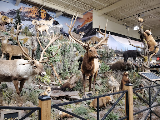 Outdoor Sports Store «Field & Stream», reviews and photos, 800 Brevard Rd #901, Asheville, NC 28806, USA