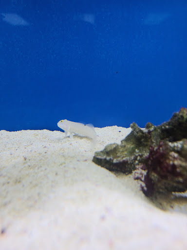 Tropical Fish Store «Oceanside Aquariums», reviews and photos, 2176 N Mt Juliet Rd #105, Mt Juliet, TN 37122, USA