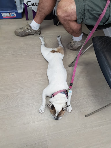 Clínica Veterinaria Las Rosas en Madrid