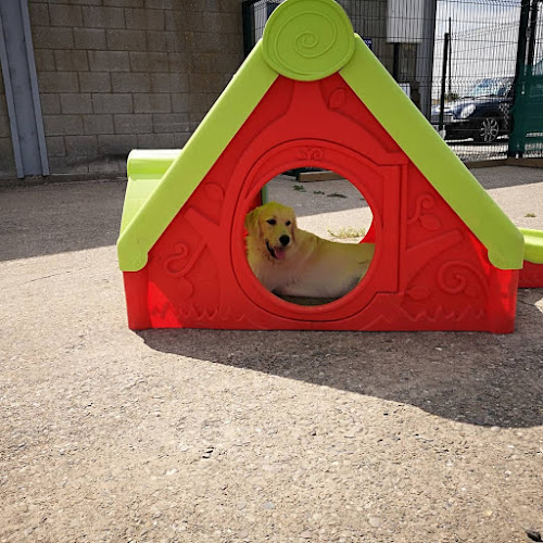 Reviews of Happy Hounds Play Centre Ltd in Derby - Dog trainer