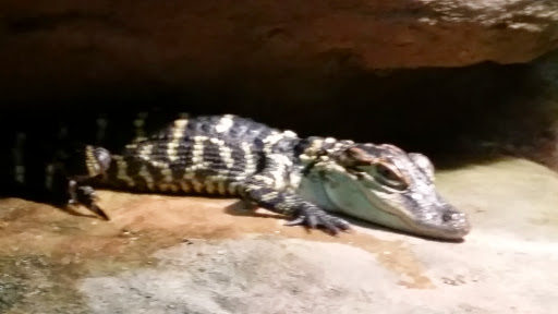 Natural History Museum «Fernbank Museum of Natural History», reviews and photos, 767 Clifton Rd, Atlanta, GA 30307, USA