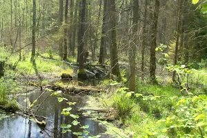 Rezerwat przyrody Jałówka image