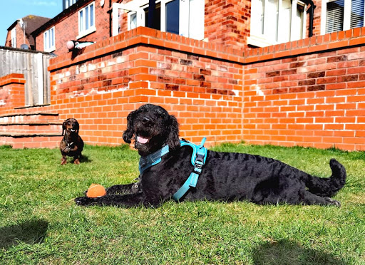 Poochies Daycare & boarding