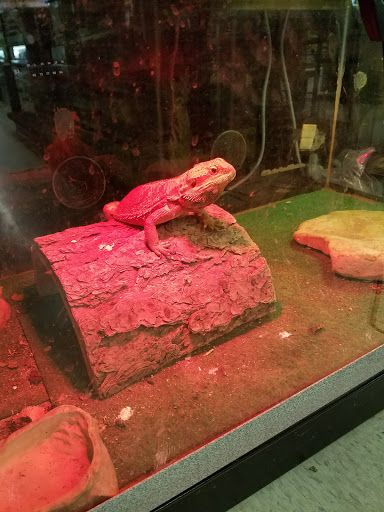 Pet Store «Petland Plano», reviews and photos, 1301 Custer Rd #405, Plano, TX 75075, USA