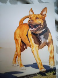 Canine Companions Hub - Photo 3 - Car repair in Ocala, FL, Ocala