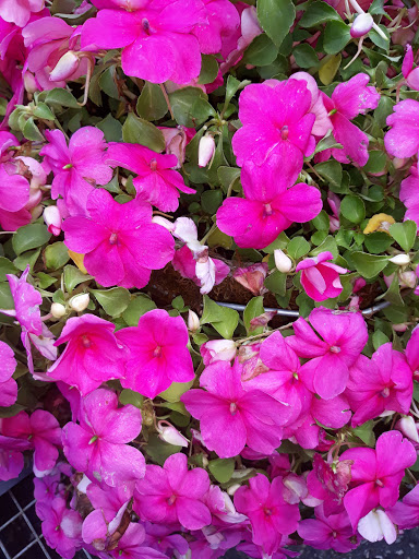 Garden Center «Flowerwood Garden Center Inc», reviews and photos, 7625 US-14, Crystal Lake, IL 60012, USA