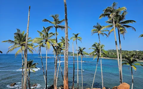 Coconut Tree Hill image