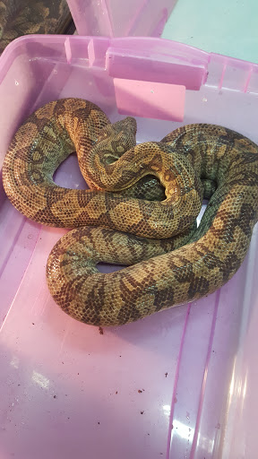 Pet Store «CUSTOM CREATURES PET SHOP», reviews and photos, 10727 N 19th Ave, Phoenix, AZ 85029, USA