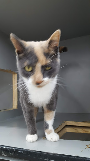 Pet Supply Store «Pet Supplies Plus», reviews and photos, 1433 E Main St, Owosso, MI 48867, USA