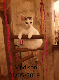 Photos du propriétaire du Restaurant La compagnie des chats à Avignon - n°5