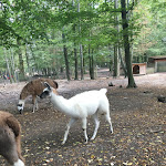 Photo n° 18 de l'avis de le.o fait le 20/09/2020 à 16:19 pour Parc animalier de Janvry à Janvry