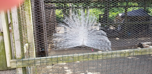 Animal Feed Store «Barnstable Farm & Pet», reviews and photos, 48 Lombard Ave, West Barnstable, MA 02668, USA