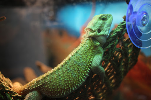 Pet Store «Pick Me Pets», reviews and photos, 4850 S Emerson Ave, Indianapolis, IN 46203, USA