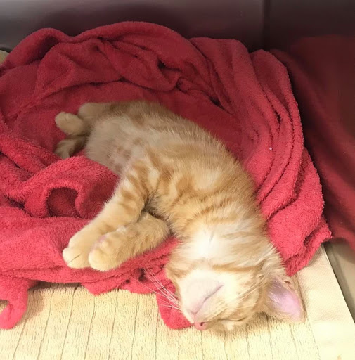 26824 Maple Valley Black Diamond Rd SE, Maple Valley, WA 98038, USA