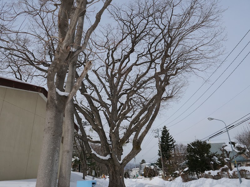 真駒内のナラ記念保護樹木