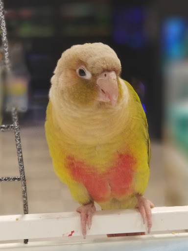 Pet Store «Petland», reviews and photos, 1514 Stonecreek Dr, Pickerington, OH 43147, USA