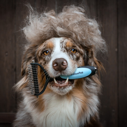 BluePet unter Hanover, 