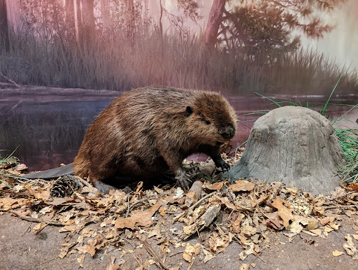 Science Museum «Cook Museum of Natural Science», reviews and photos, 133 4th Ave NE, Decatur, AL 35601, USA