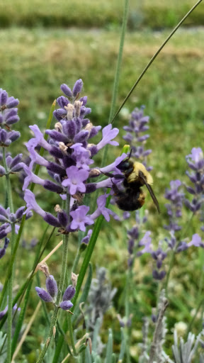 Tourist Attraction «Moonstone Lavender Gardens», reviews and photos, 1449 240th Ave, Thurman, IA 51654, USA