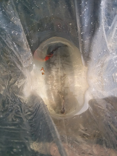 Fish Farm «Kloubec Koi», reviews and photos, 1375 Baxter Ave NW, Amana, IA 52203, USA