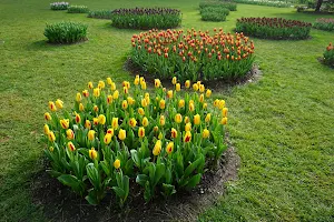 Fête de la Tulipe Morges image
