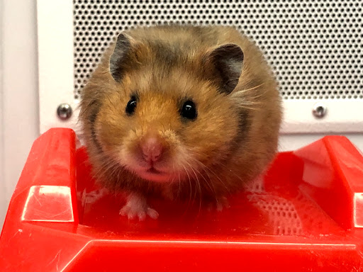 Pet Supply Store «Petco Animal Supplies», reviews and photos, 600 NE Vivion Rd, Kansas City, MO 64118, USA