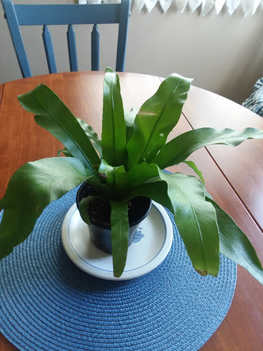 Florist «Morning Sun Florist», reviews and photos, 11 S Main St, Centerville, OH 45458, USA