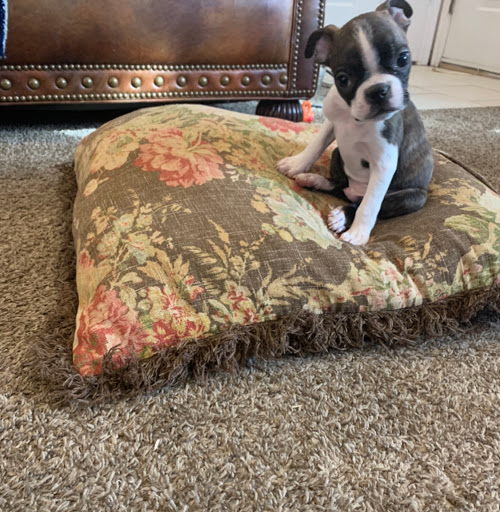 Pet Store «Pet Planet», reviews and photos, 11968 S Redwood Rd, Riverton, UT 84065, USA