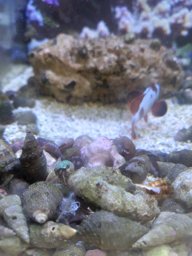 Pet Supply Store «Petco Animal Supplies», reviews and photos, 1930 SW Wanamaker Rd, Topeka, KS 66604, USA