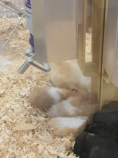 Pet Supply Store «Pet Supermarket», reviews and photos, 800 Sebring Square.., Sebring, FL 33870, USA