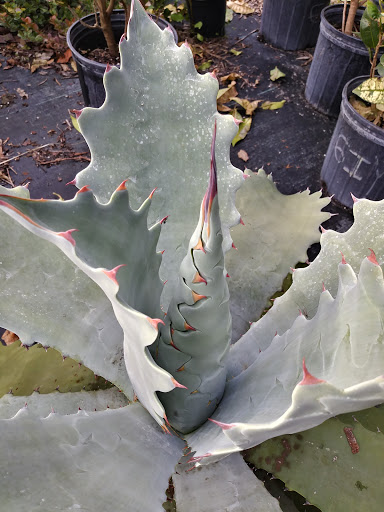 Florist «Weatherbee Nursery», reviews and photos, 701 E Weatherbee Rd, Fort Pierce, FL 34982, USA