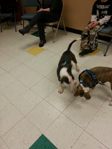 Pet Supply Store «Petco Animal Supplies», reviews and photos, 848 N Colony Rd c, Wallingford, CT 06492, USA