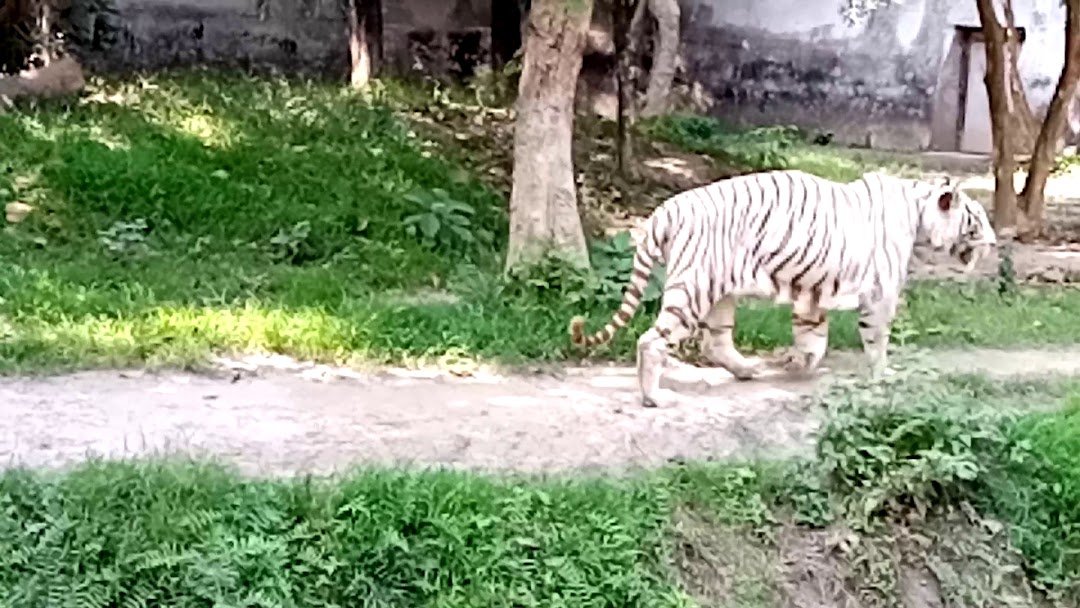 White Tiger Glass Enclosure