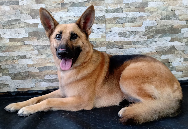 Peluquería Canina y Felina Garras y Patitas - Con Servicio de Transporte Quilpué