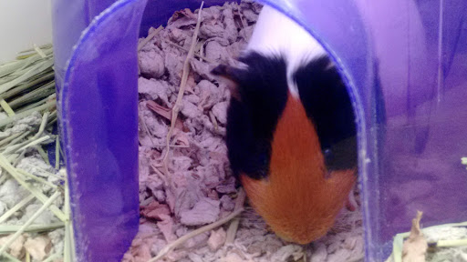 Pet Supply Store «Pet Supplies Plus», reviews and photos, 445 Atlantic City Blvd, Bayville, NJ 08721, USA