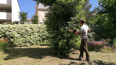 NILS MEYER- élagage, abattage, taille douce d'arbres, entretien de parcs et jardins, paysagiste, débroussaillage à Laroque