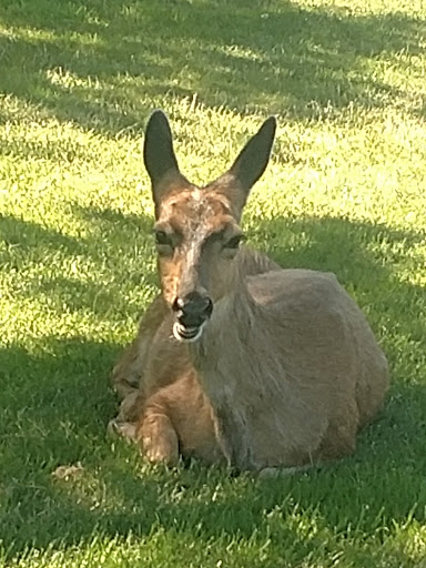 Public Golf Course «Ocean Shores Golf Course», reviews and photos, 500 Canal Dr NE, Ocean Shores, WA 98569, USA