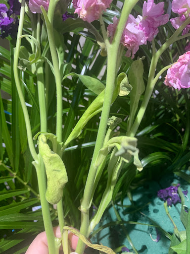 Florist «Floral Concepts», reviews and photos, 11261 Richmond Ave G109, Houston, TX 77082, USA