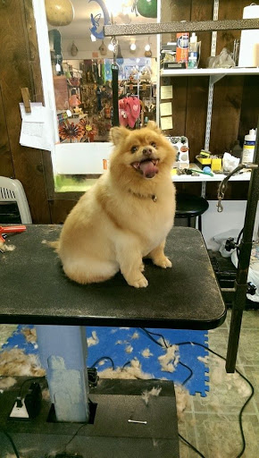 Carolyn's Clean Critters