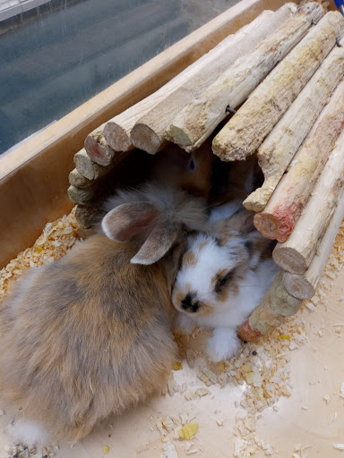 Pet Supply Store «Family Pet Store», reviews and photos, 38 Starrett Dr, Belfast, ME 04915, USA