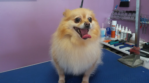 Pet Groomer «Furry Tails Pet Grooming», reviews and photos, 865 Cypress Pkwy, Poinciana, FL 34759, USA