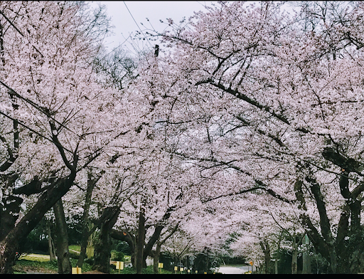 Auto Insurance Agency «State Farm- Jeffrey B Conley Insurance», reviews and photos