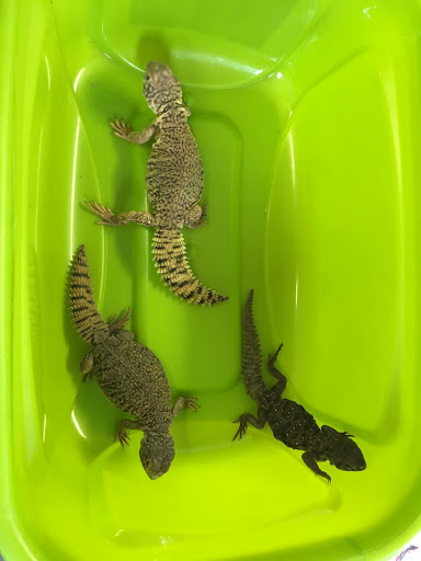 Pet Store «Petfection Exotic Pet Specialist», reviews and photos, 2989 PA-611 Suite 102, Tannersville, PA 18372, USA