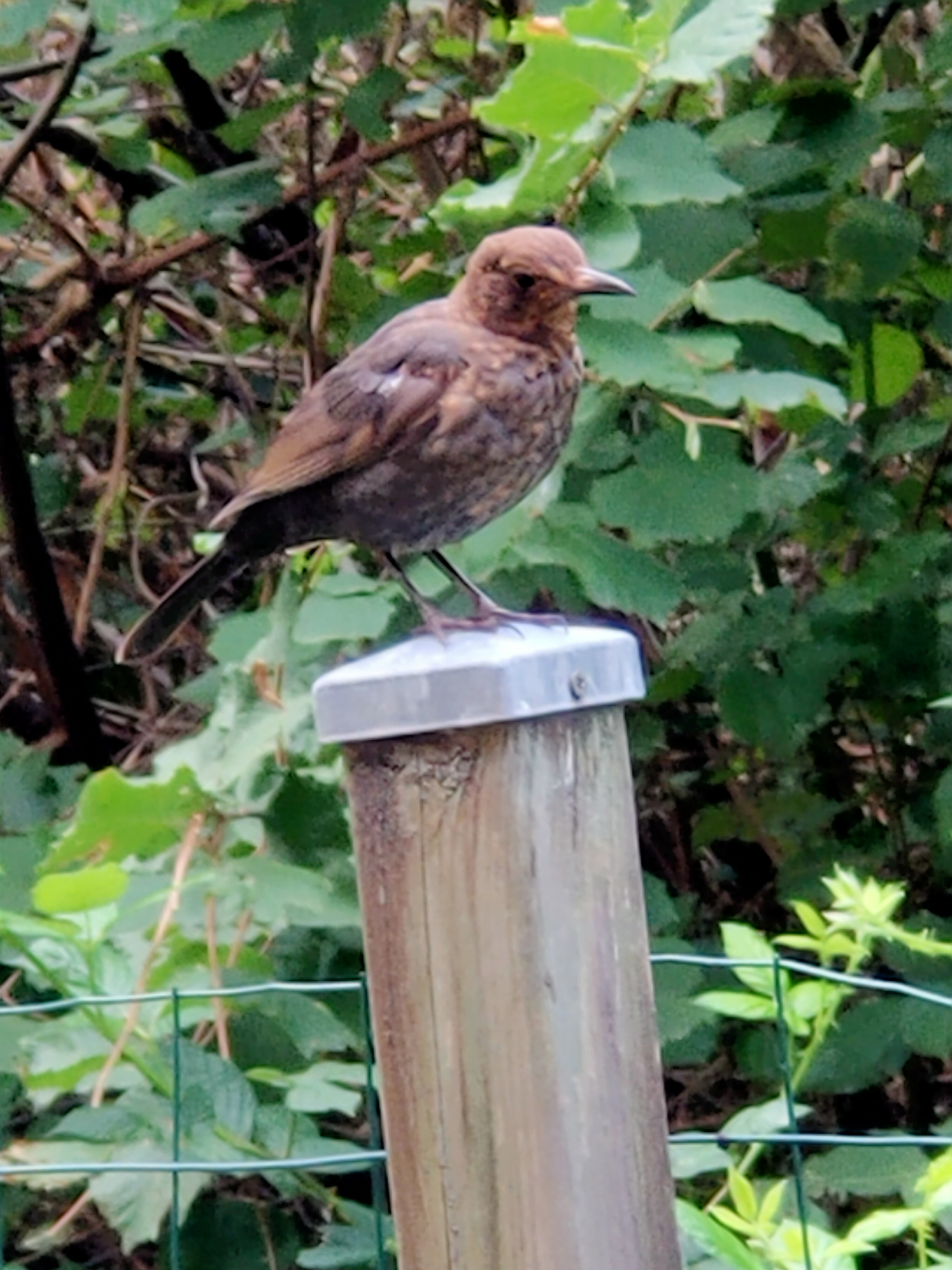 Photo n° 2 de l'avis de Franck. fait le 24/12/2022 à 13:47