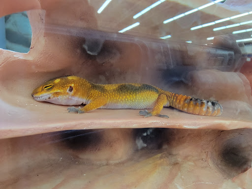 Pet Supply Store «Petco Animal Supplies», reviews and photos, 1049 S Willow St, Manchester, NH 03103, USA