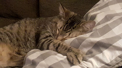 Animal Shelter «HELP the Animals, Inc», reviews and photos, 2101 W Main St, Richmond, IN 47374, USA