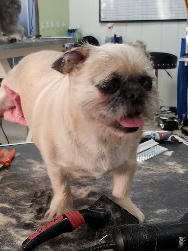 Pet Groomer «Tidy Dog Pet Supply & Salon», reviews and photos, 2612 Lebanon Pike A, Nashville, TN 37214, USA