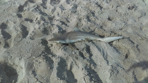 Golf Course «Spessard Holland Golf Course», reviews and photos, 2374 Oak St, Melbourne Beach, FL 32951, USA